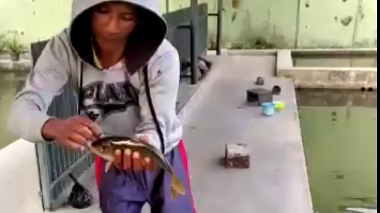 Joran Langka Mancing Harian Ikan Emas