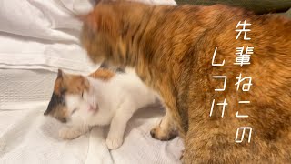 先住ねこと新人ねこの関係【成保護猫と暮らしたくなるまとめ#35】