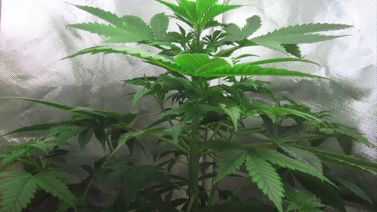 THCTalk timelapse competition entry 27/02/2015 ezroller