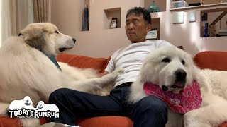 手が止まってますよ…お父さんを起こすアランです　Great Pyrenees　グレートピレニーズ