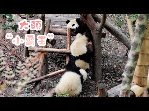 《熊貓早晚安》國寶表示：那位遊客，你頭才大呢，你才胖呢！哼！| iPanda熊貓頻道