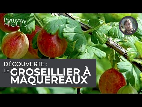 Vidéo: Exigences OST Pour Les Plants De Pommes, Groseilles, Groseilles à Maquereau, Framboises Et Fraises. Obtenez Des Plants Standards