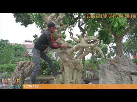 Video Nam Lê định hình một cây duối rất là 