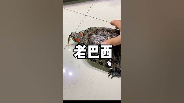 我亲切的称我这只巴西龟为“老巴西”，虽然他只有七八岁的样子？？#巴西龟 - 天天要闻