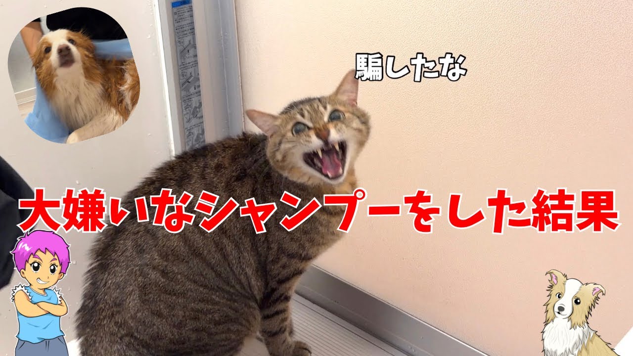 【年2回の大仕事】犬と猫のシャンプーの反応が違いすぎた結果！？