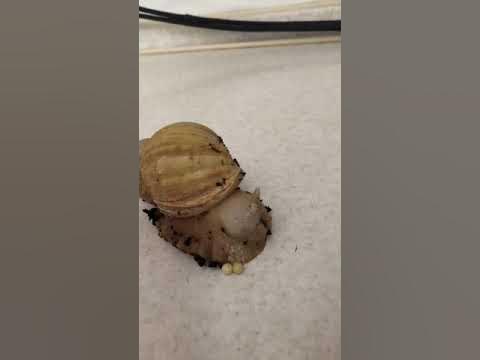 Ануста моллюскалар