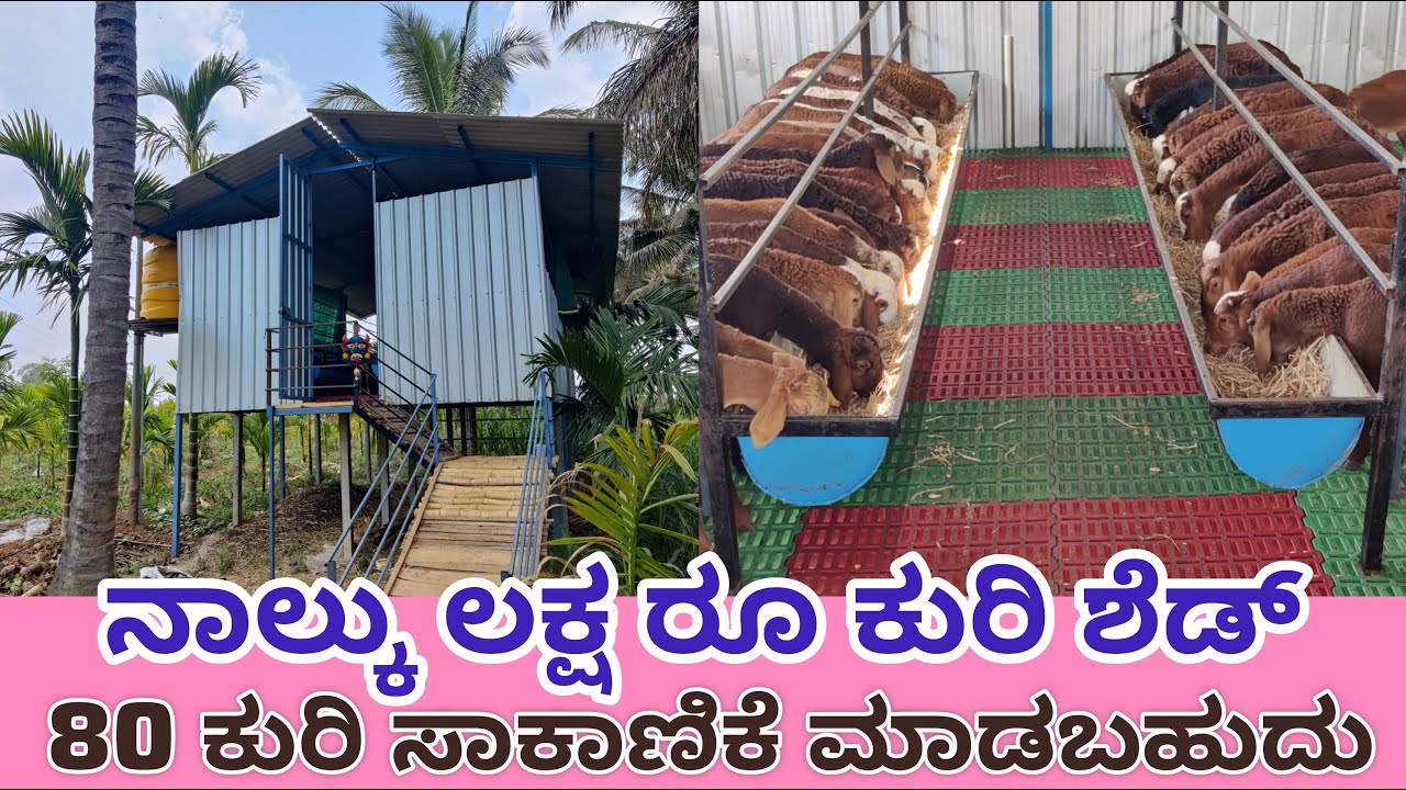 ನಾಲ್ಕು ಲಕ್ಷ ರೂಪಾಯಿ ಕುರಿ ಶೆಡ್ 80 ಕುರಿ ಸಾಕಾಣಿಕೆ ಮಾಡಬಹುದು four lakh rupees sheep shed can rear 80 sheep