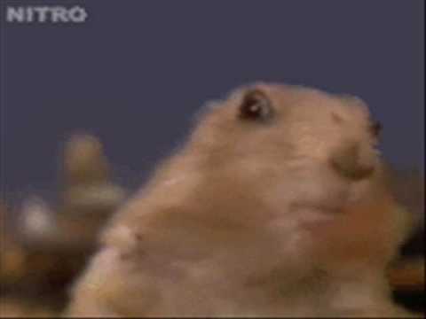 Evil  Chipmunk Dramatic city