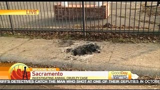 Firefighters Make Gruesome Animal Cruelty Discovery After Fire
