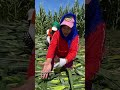 Cypress Wireless Reader Extender SPX 5631