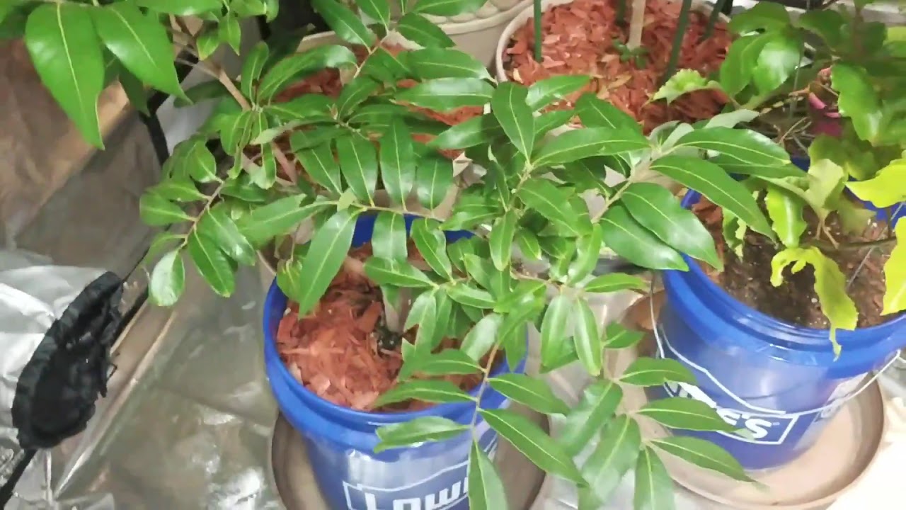 Container Longan Tree Zone 7a Update January 2017 YouTube