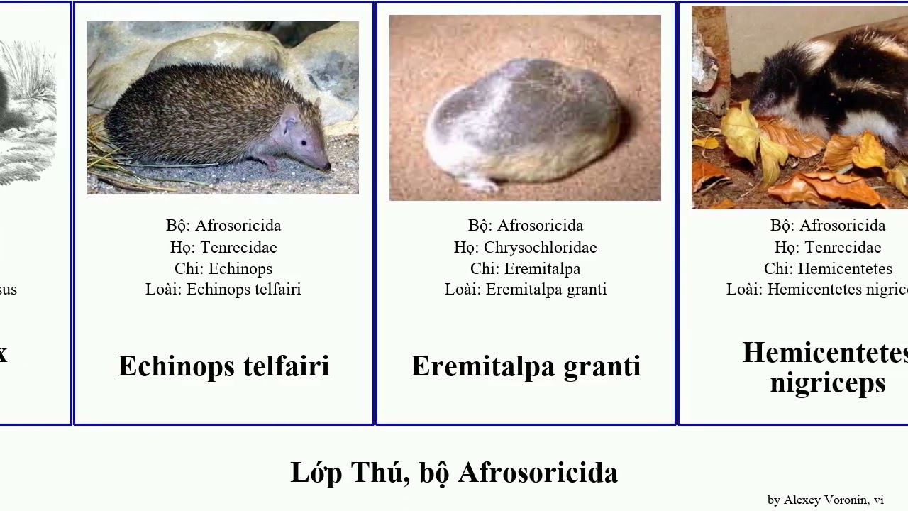 Lớp Thú, bộ Afrosoricida mammal asiatica hova villosus Chrysospalax Hemicentetes Microgale Tenrec