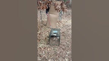 What to do if you trap a skunk #trapper #trapping #biology