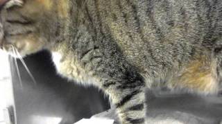 Zoe, Declawed Big Sweet Brown Tabby And White Girl, Family Doesnt Want Her Anymore