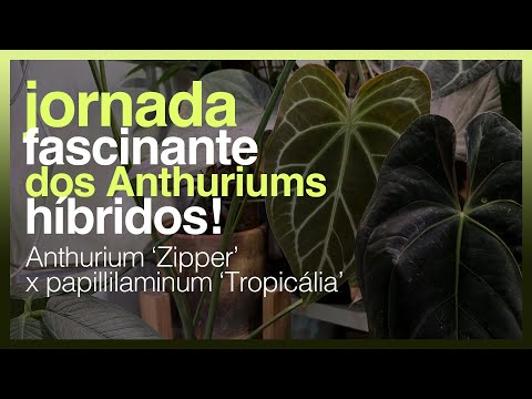 A FASCINATING JOURNEY OF HYBRIDS: Methods with Anthurium 'Zipper