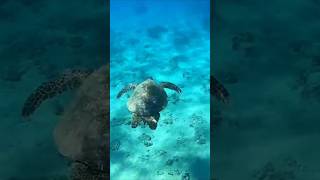 WOWWWWWWWWWW Maui Snorkelin With the Turtles 🤙🤙🤙