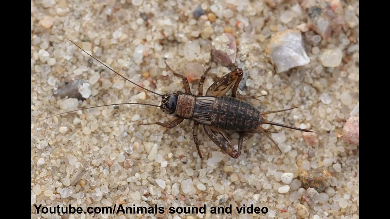 Field Cricket Sound and Video