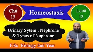 Biology Ch#15-Lecture#12 Urinary System and types of nephrone  (F.Sc 2nd Year)