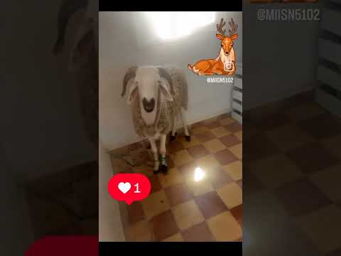 عهههههه