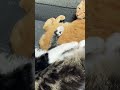 When The Cats sleeps