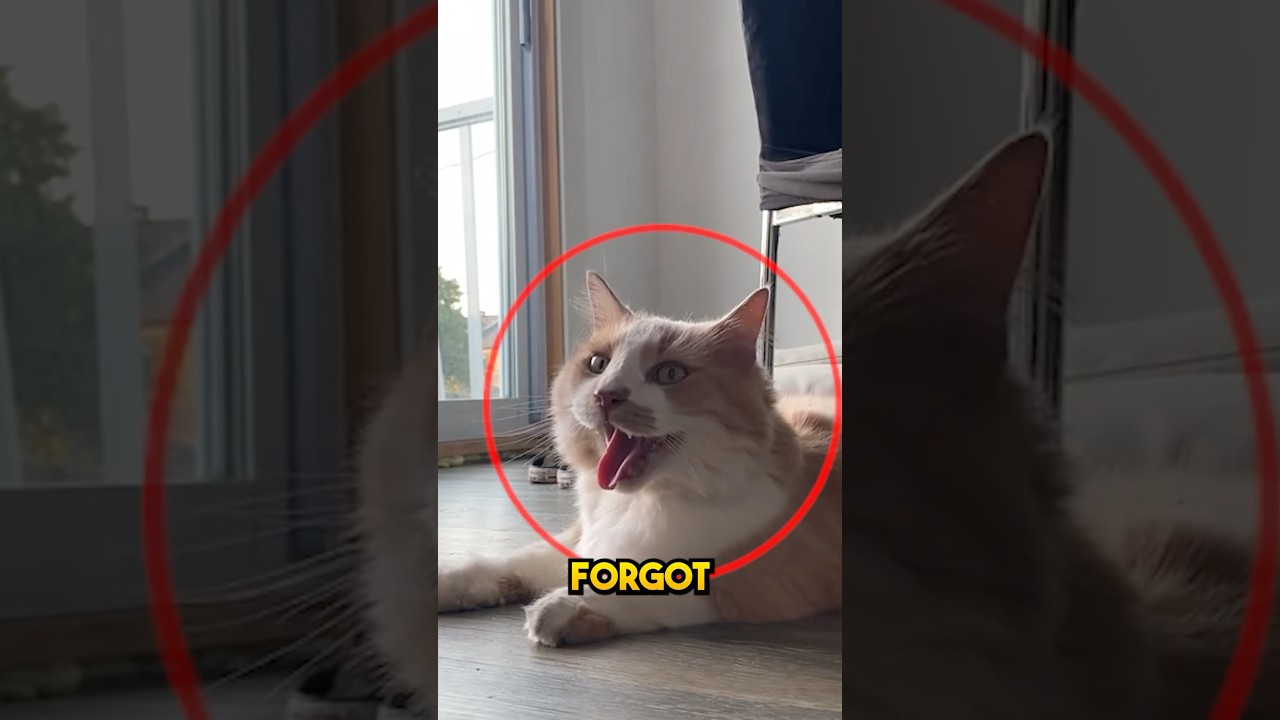 He forgot he was a cat ❤️