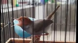 BUKTIKAN PUTAR SUARA PRENJAK INI PASTI IKUT NUAUT BAHAN MAUPUN GACORAN IKUT EMOSI 