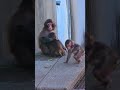 【温かい】猿山のちびっ子たちのボス誕生？！座っているパンチくんに猛ダッシュで抱きつく子猿の癒やし瞬間✨ #パンチくん#shorts #monkey #市川市動植物園 #zoo