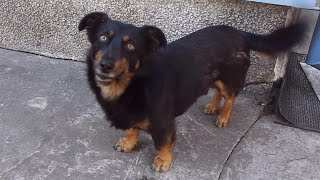 Śmieszne PSY | Funny DOGS