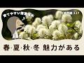 【季節ごとに魅力のある低木】フォッサギラ(白花マンサク)の特徴と育て方|植物編-117