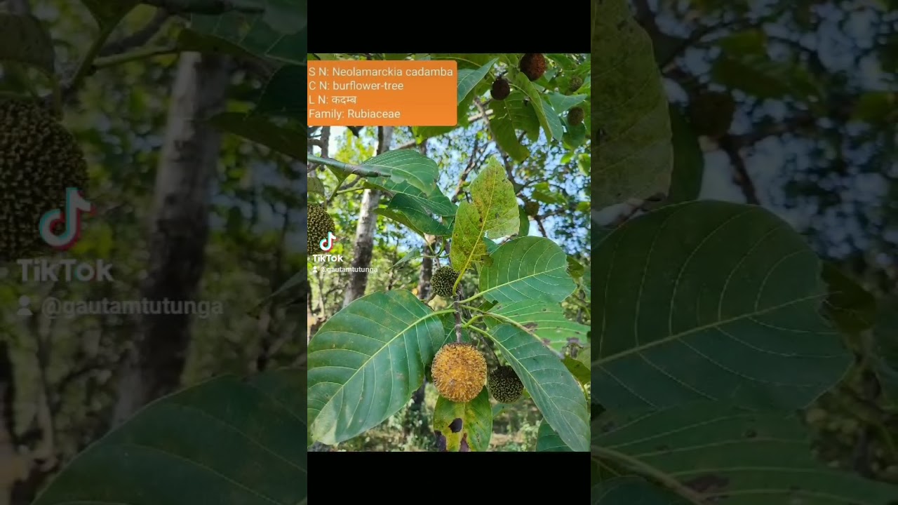 Neolamarckia cadamba (कदम)burflower-tree, Anthocephalus kadamba ...