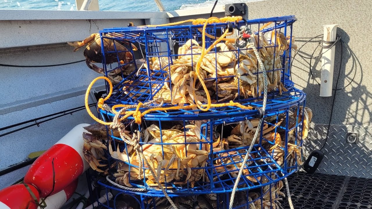 LIMITS OF OCEAN DUNGENESS CRAB! *GARIBALDI TWIN ROCK*GAUGE BUSTERS*