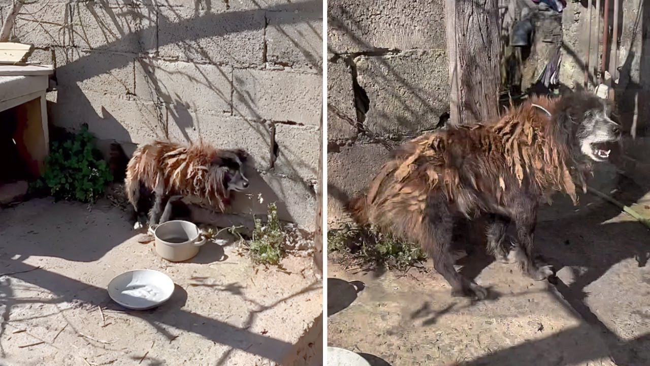 The 1 Metre Chain Kept Him There for Life, 12 Years Old Dog Forgot What Freedom was