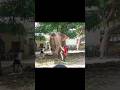       shorts shortsviral elephantattack elephant viral