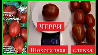 ЭТИ ТОМАТЫ Я БУДУ ВЫРАЩИВАТЬ ВСЕГДА! *ЧЕРРИ* ШОКОЛАДНАЯ СЛИВКА ОБЗОР УРОЖАЯ ЭТИ ТОМАТЫ Я БУДУ ВЫРАЩИВАТЬ ВСЕГДА! *ЧЕРРИ* ШОКОЛАДНАЯ СЛИВКА ОБЗОР УРОЖАЯ