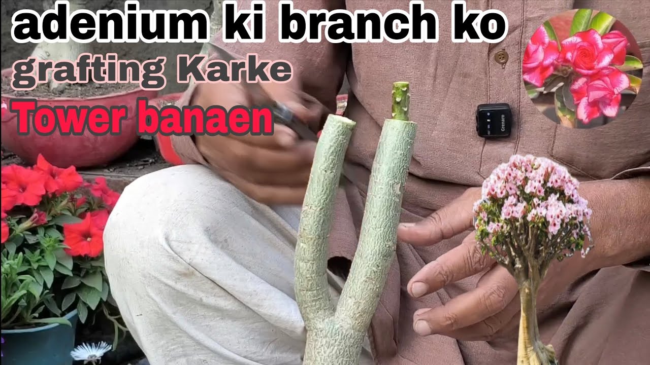 I Built The World's Tallest Adenium Graft