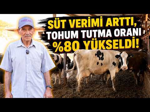 Süt Verimi Arttı | Tohum Tutma Oranı %80 Yükseldi!