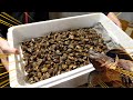 ゲテモノ。謎の食材【カメノテ】大量を使って絶品料理を作る!