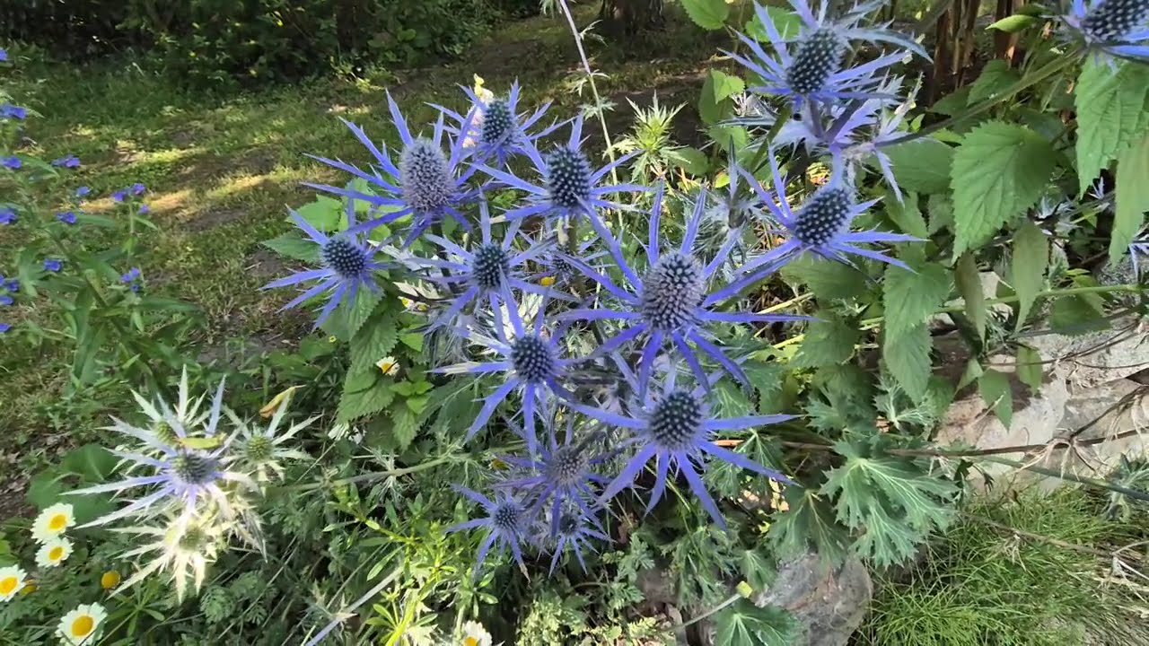 Naturgarten Rundgang mit vielen Tipps