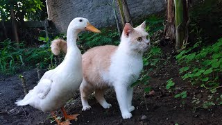 These cats and ducks play in an unforgettable garden