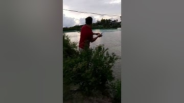 Câu cá chẽm(cá vược)khủng 13kg