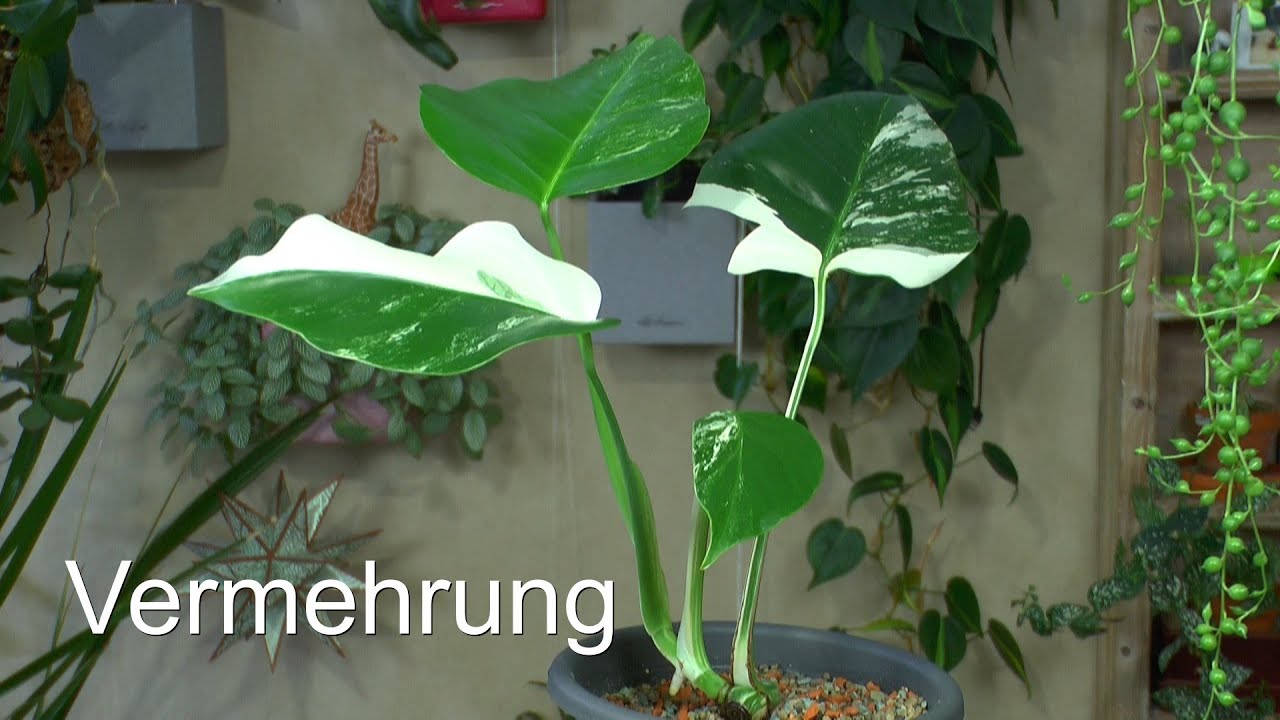 Besondere Pflanzen in der Anzucht. Variegataformen und Mutationen vermehren Monstera, Peperomia und