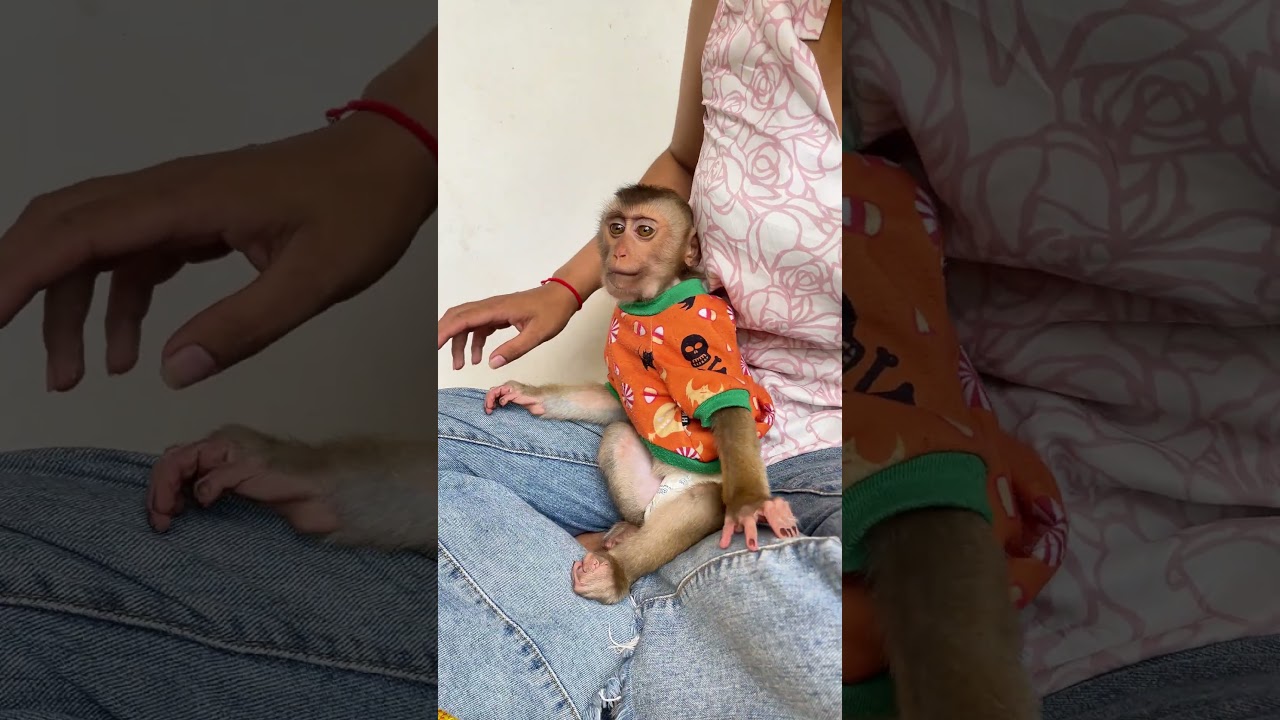 Baby Monkey's Meal Time Is Pure Joy
