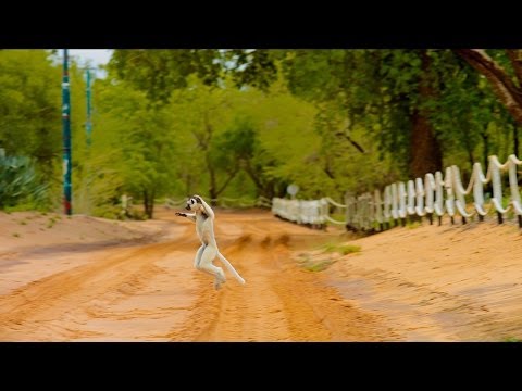 Island of Lemurs: Madagascar - \