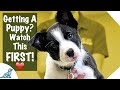 Puppy First Day Home Tips - Professional Dog Training Tips