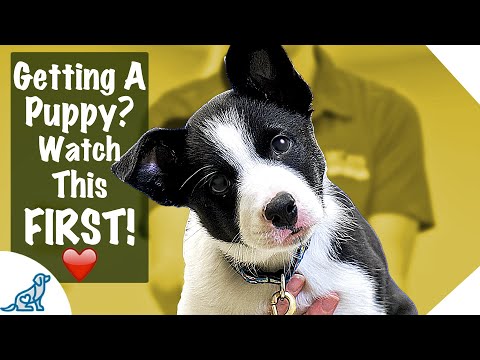 puppy-first-day-home-tips---professional-dog-training-tips