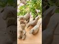 Amazing Clay Animal Toys Making | Cute Handmade Mud Art 🐦🐶🐰#ClayArt #MudArt #HandmadeCraft #ClayAnim