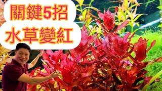 Five keys for novices to see How to make aquatic plants turn red in aquarium