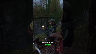 Giant Golden Koi Caught: 8-Year Resident Revealed! #shorts