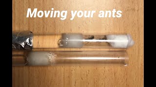 How to move your ants