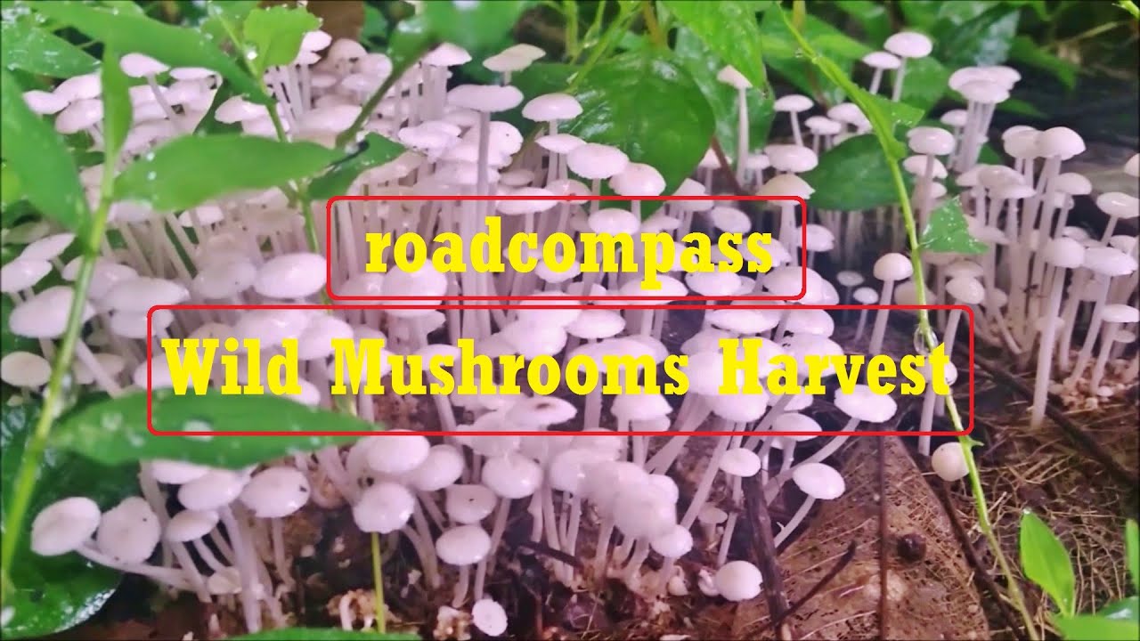 Wild Mushroom Harvesting and Cooking in Kerala, India, Indian Travel Videos YouTube